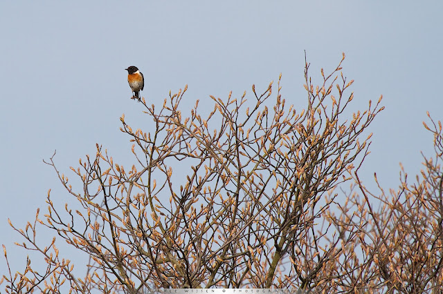 Roodborsttapuit - Stonechat - Saxiola torquata