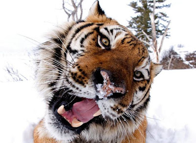 Stunning Close Up Photography Of Wild Animals