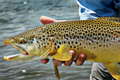 Fat Guy Fly Fishing: Fly