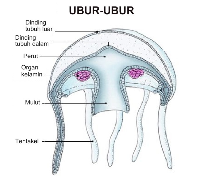 Paling Baru 32+ Contoh Hewan Avertebrata Ubur Ubur