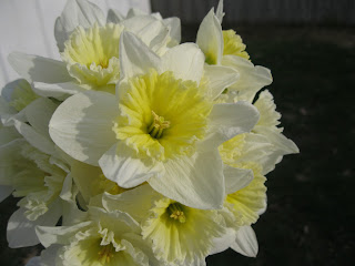 Daffodil Time and Spring Cleaning the Porch 