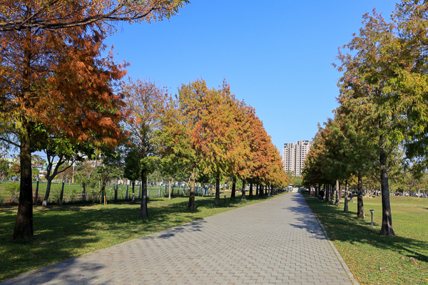 台中北屯南興公園(萬坪公園)落羽松大道和米奇樹，休閒好去處