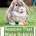 Reasons That Make Rabbits Great Pets