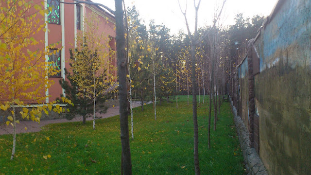 Landscape trees in the courtyard