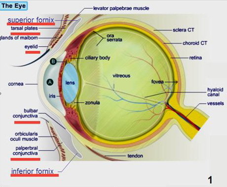 Konjungtivitis Conjunctivitis Pink Eye Sehat update