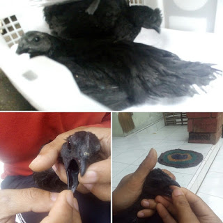 Jual Ayam Cemani Asli Lidah Hitam