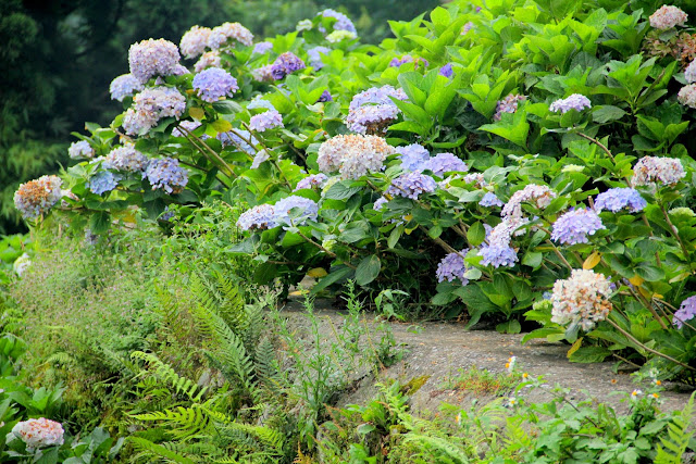 大梯田花卉生態農園 繡球花