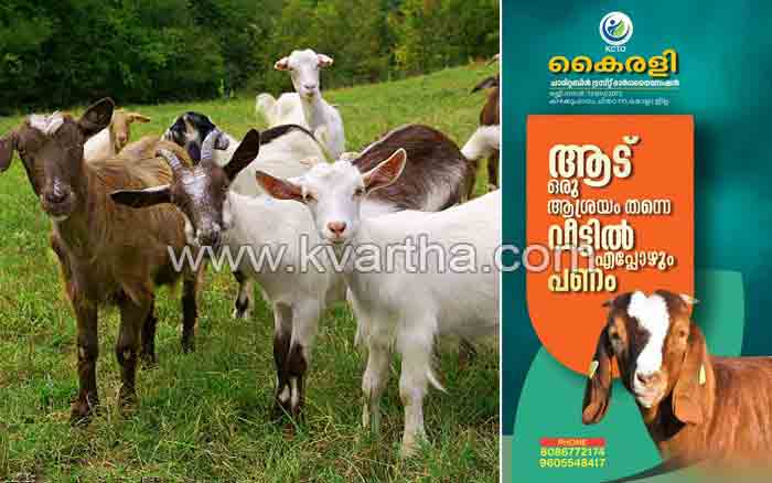 Latest-News, Kerala, Kollam, Top-Headlines, Fraud, Complaint, Crime, Animals, Fraud in the name of goat supply.