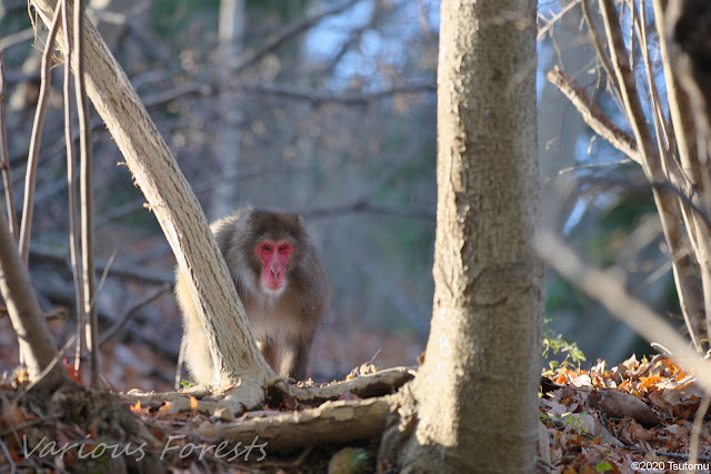 Japanese monkey