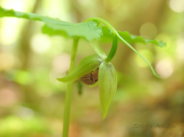 Cypripedium debile