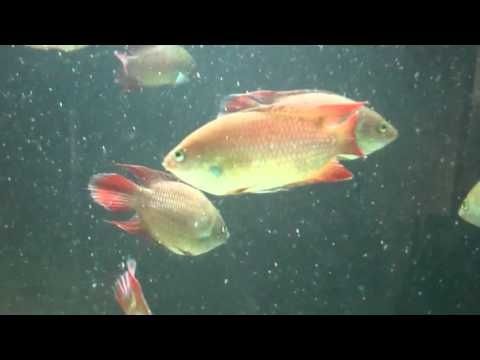 jenis ikan hias air tawar aquarium