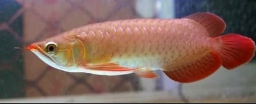 Ikan Arwana Red Banjar