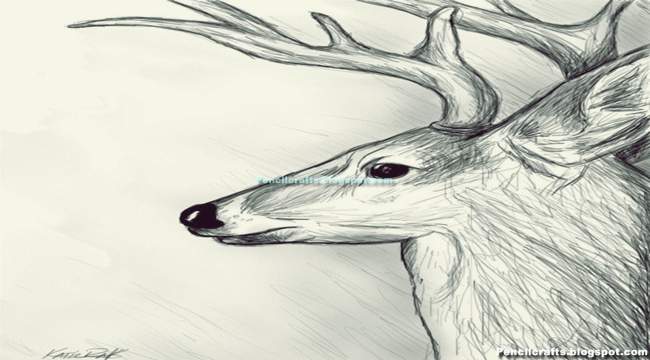 Deer Drawings-New