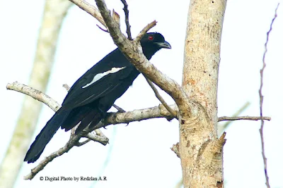  Black Magpie (Platysmurus leucopterus)Burung Kambing