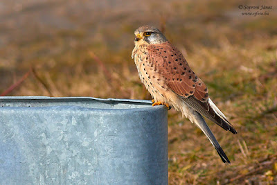 Vörös vércse - Common Kestrel - Turmfalke- Falco tinnunculus