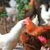 FIRST HUMAN CASE OF H3N8 BIRD FLU WAS REPORTED IN CHINA