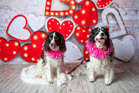 14 fotos de perros de San Valentin
