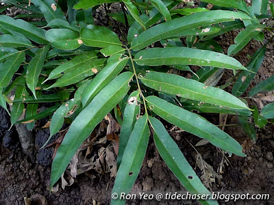 Piai Lasu (Acrostichum speciosum)