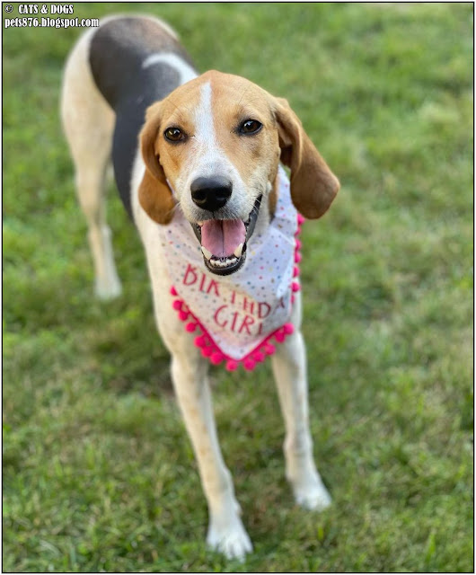 american foxhound