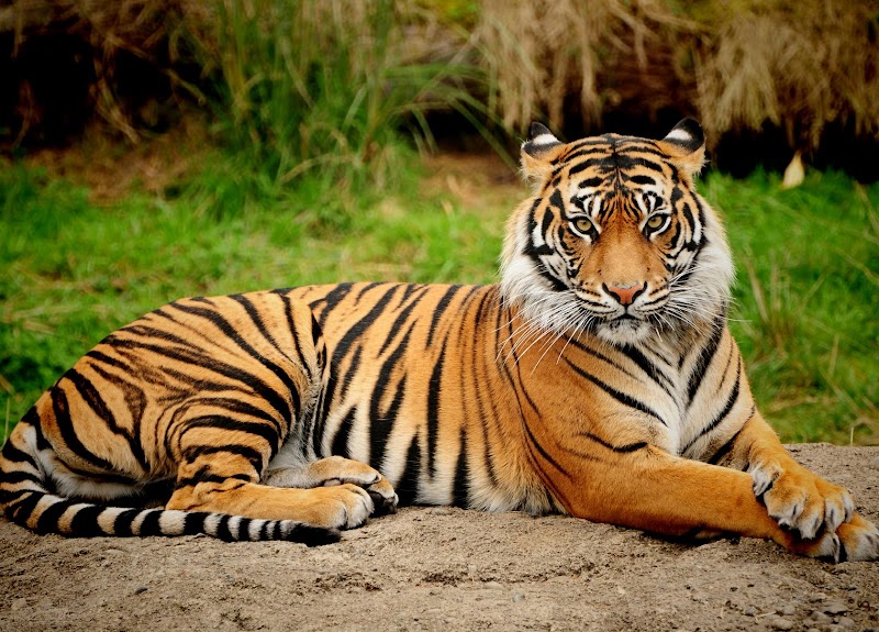 20+ Gambar Hewan Harimau Putih, Gambar Keren!