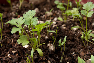 40-day-old cilantro plants surrounded by 10-day-old seedlings