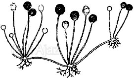 Jamur roti, Rhizopus stolonifer, jamur dalam kelompok Zygomycota, soal Biologi UN 2017