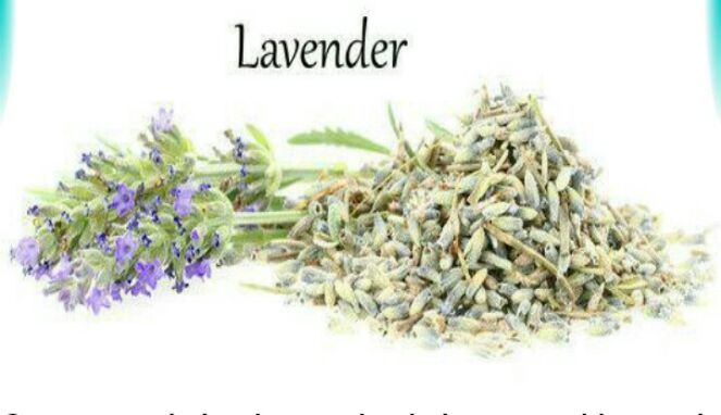 Cara Mengatasi Sakit Kepala Akibat Stress dengan Teh Lavender