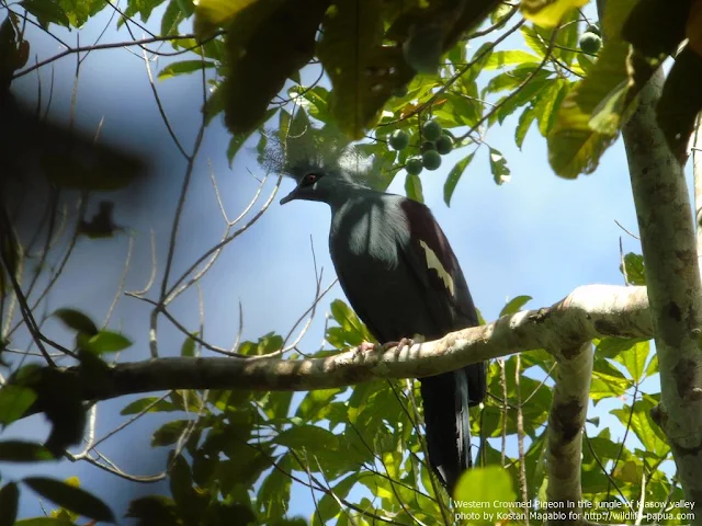 Western-crowned Pigeon (Goura cristata)