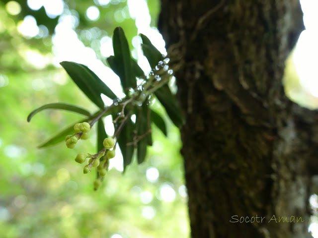 Thrixspermum japonicum