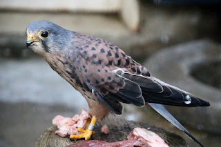 Common Kestrel