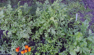 Organic Rocket (aka Arugula)