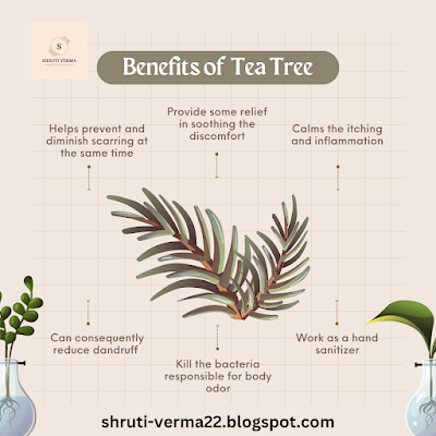 Benefits of Tea Tree Oil for Acne