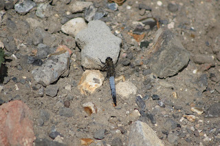 Male Black-tailed Skimmer