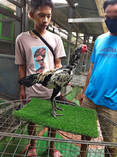 Gambar