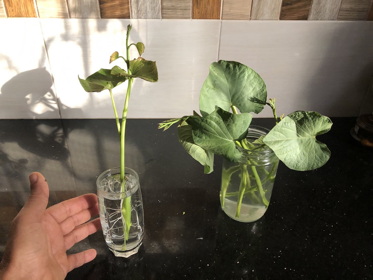 Fill a clean container with room temperature water, ensuring that the water level is sufficient to submerge the nodes of the cuttings. Place the prepared vine cuttings in the water, making sure the leaf nodes are below the water surface. Position the container in a bright location with indirect sunlight to encourage root growth. Monitor the water level regularly and top up as needed to keep the nodes submerged. Change the water every few days to prevent stagnation and maintain oxygen levels for healthy root development.