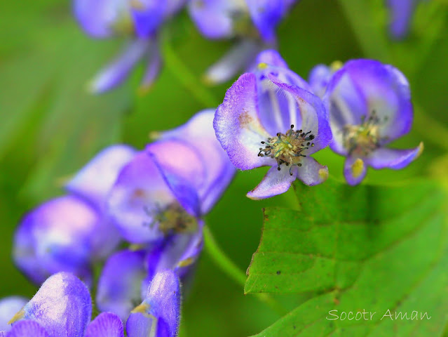 Aconitum japonicum