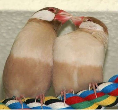 kissing birds