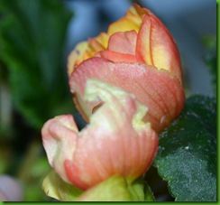 081