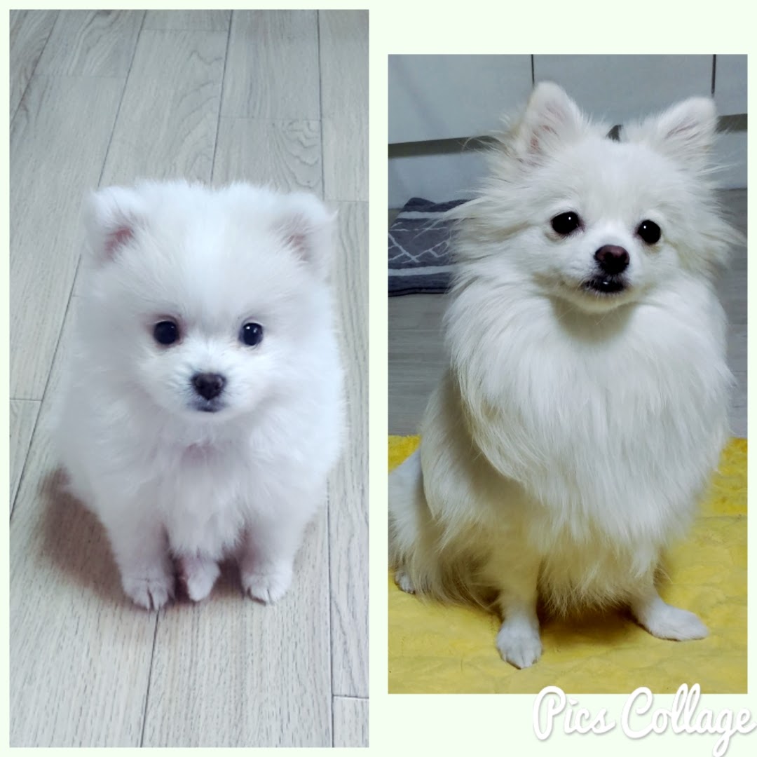 Pompitz Cross Breed Dogs Japanese Spitz Pomeranian J S Blog