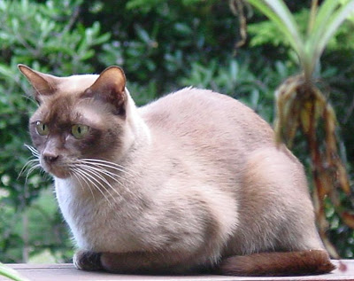 Mengenal Kucing Burma / Kucing Burmese