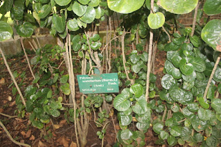 gambar atau foto Tanaman Mangkokan (Polyscias scutellaria)