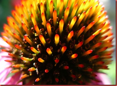 Echinacea-purpura-flower-closeup