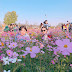 Day 4: Dreamy pink grass and bushes at Hanuel Park - Seoul