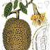 7 Sifat Durian yang Bagus Untuk Dicontoh thumbnail