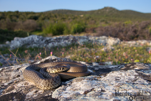 Balkan-Zornnatter - Hierophis gemonensis