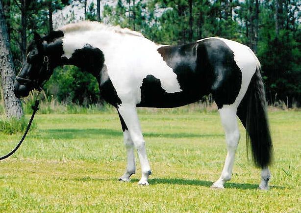 Animal,horse,mare,funny horse,horse riding,mammalia,chordata,animammalia,horse dance,theria,equus,world class animal,pet animal,,white horse