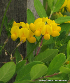 Yellow Flowers