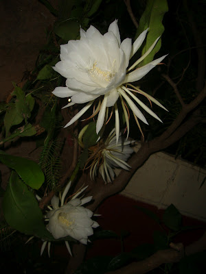 Nature: Brahma Kamal flower