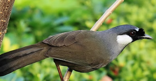 Macam-Macam Jenis Burung Poksay Yang Populer dan Paling 