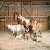 Rob MacInnis’s Glamorous Portraits of Farm Animals